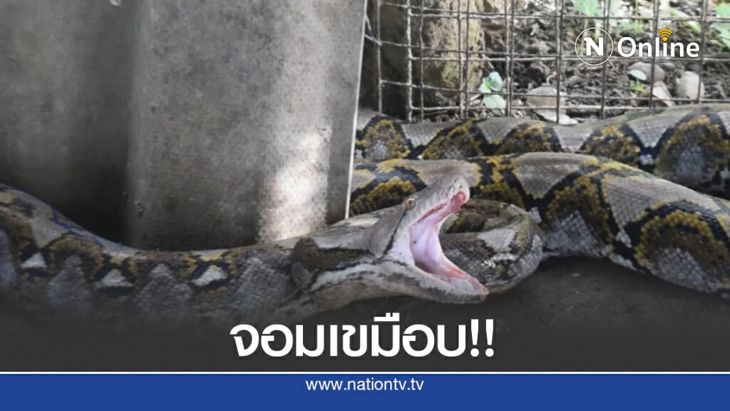โชว์จับ "เหลือมจอมเขมือบ" ด้วยมือเปล่า โชว์จับ "เหลือมจอมเขมือบ" ด้วยมือเปล่า