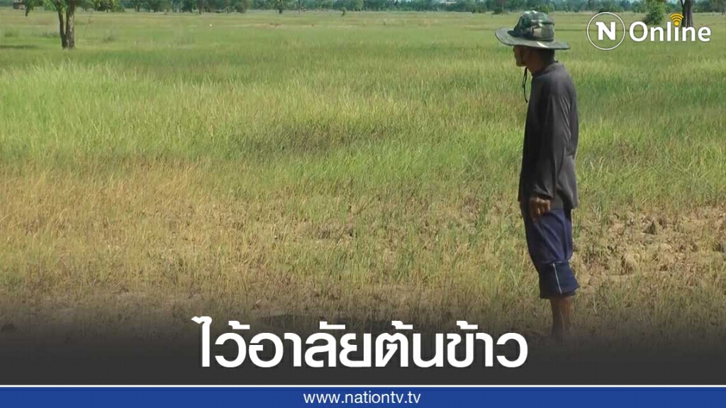 คุณตาวัย 75 เศร้ามองต้นข้าวยืนต้นตาย