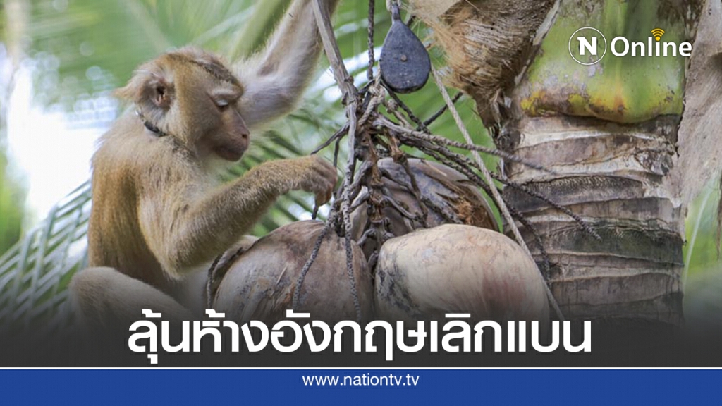 พาณิชย์เผยต่างชาติเข้าใจลิงเก็บมะพร้าว ลุ้นเลิกแบนกะทิไทย