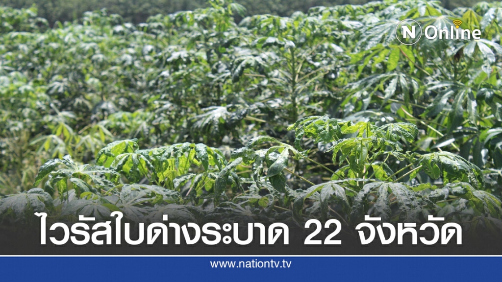 ไวรัสใบด่างระบาด ส่งผลมันสำปะหลังเสียหายแล้ว 22 จังหวัด
