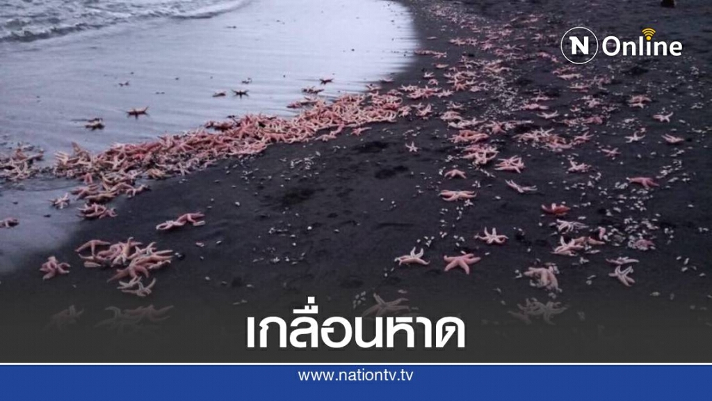 ปลาดาวนับพันตายเกลื่อนหาดที่ชิลี โดยยังไม่ทราบสาเหตุ