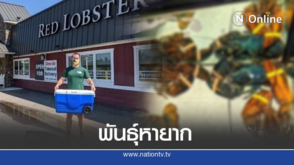 พ่อครัวปฎิเสธนำกุ้งพันธุ์หายาก ที่ถูกส่งให้ร้านมาทำอาหาร
