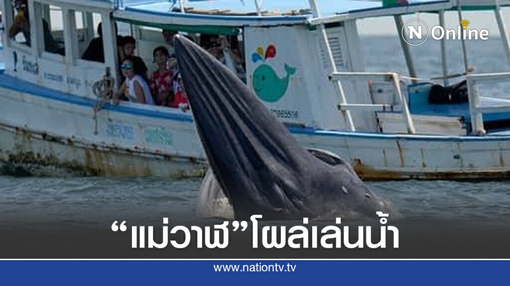 "แม่วาฬบรูด้า" โผล่เล่นน้ำ "แม่วาฬบรูด้า" โผล่เล่นน้ำ