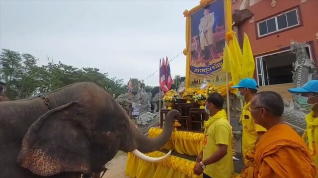 ช้างพลายมงคลร่วมเปิดกรวยถวายพระพร ในหลวง รัชกาลที่ 10