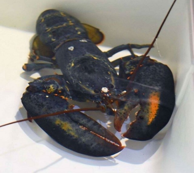 พ่อครัวปฎิเสธนำกุ้งพันธุ์หายาก ที่ถูกส่งให้ร้านมาทำอาหาร