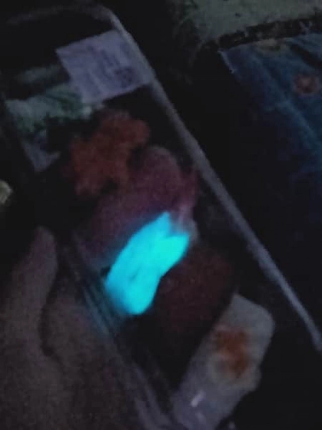 "อ.เจษฎ์" เผยสาเหตุทำซูชิเรืองแสง