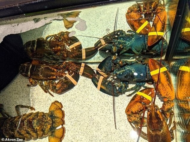พ่อครัวปฎิเสธนำกุ้งพันธุ์หายาก ที่ถูกส่งให้ร้านมาทำอาหาร
