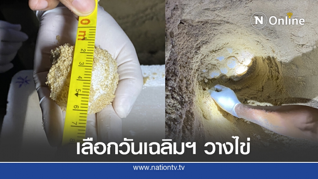 เต่ามะเฟืองวางไข่ในคืนวันเฉลิมฯ กว่า 100 ฟอง เต่ามะเฟืองวางไข่ในคืนวันเฉลิมฯ กว่า 100 ฟอง
