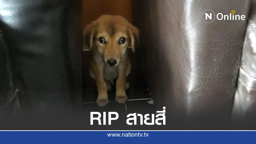 เศร้า" น้องสายสี่" สุนัขที่พลทหารเก็บมาเลี้ยงตายแล้ว