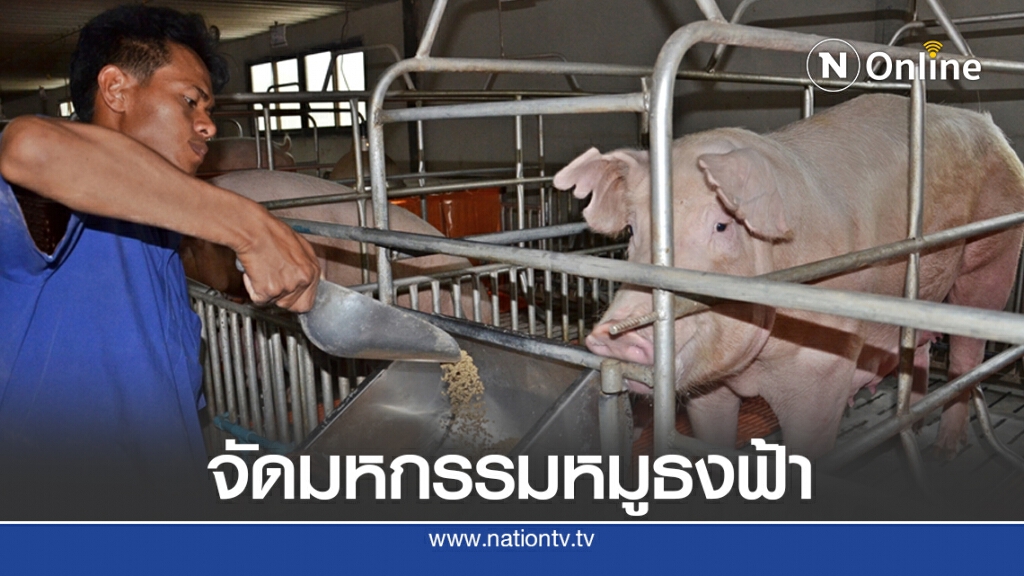 เกษตรกรใต้ยันขายหมูหน้าฟาร์มไม่เกิน 80 บาท เกษตรกรใต้ยันขายหมูหน้าฟาร์มไม่เกิน 80 บาท