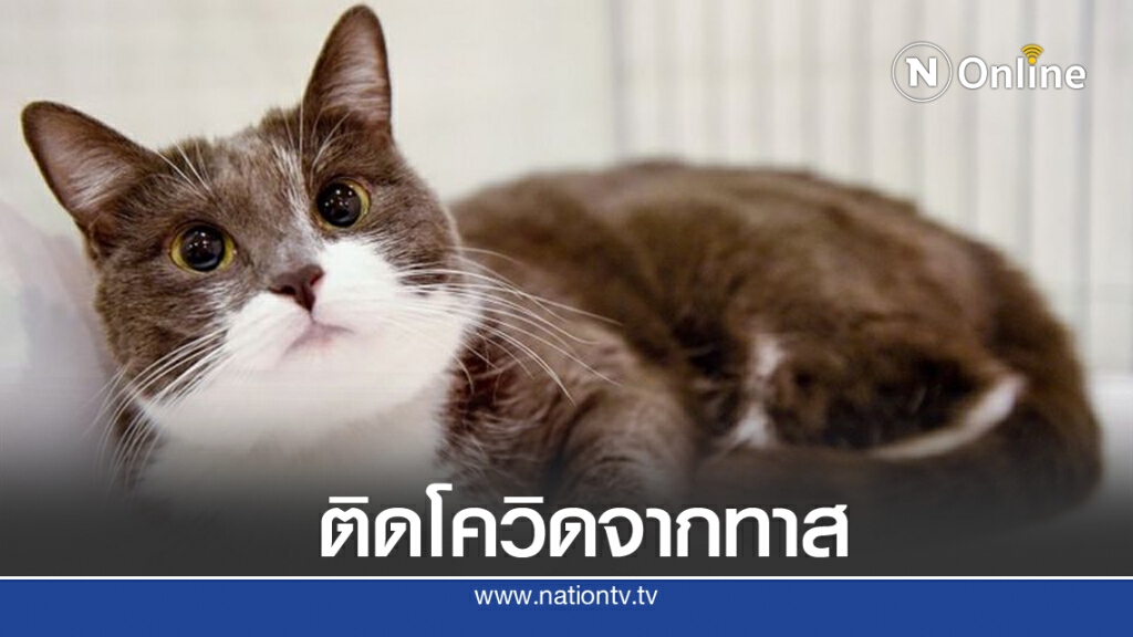 อังกฤษ พบ "แมว" ป่วยโควิดเคสแรกของประเทศ ย้ำ คนติดเชื้อจากแมวไม่ได้