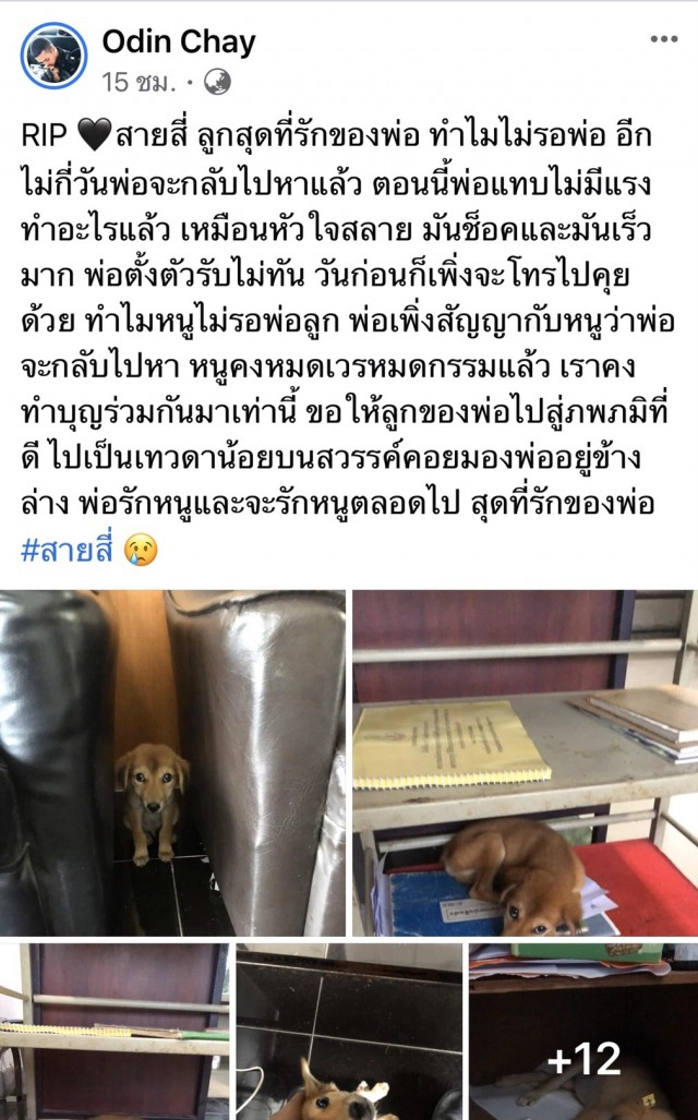 เศร้า" น้องสายสี่" สุนัขที่พลทหารเก็บมาเลี้ยงตายแล้ว