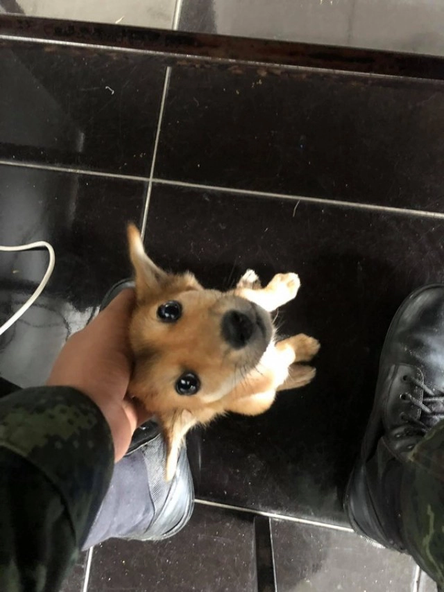 เศร้า" น้องสายสี่" สุนัขที่พลทหารเก็บมาเลี้ยงตายแล้ว