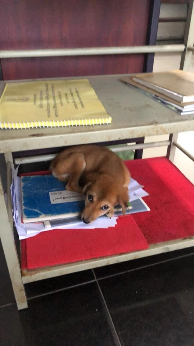 เศร้า" น้องสายสี่" สุนัขที่พลทหารเก็บมาเลี้ยงตายแล้ว