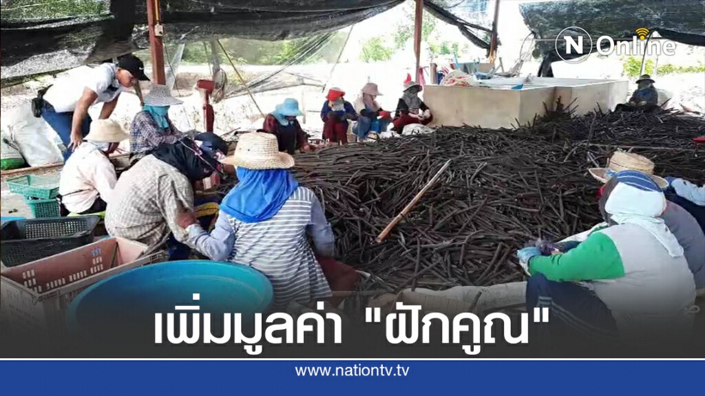 หนุ่มพะเยาหัวใสเพิ่มมูลค่า "ฝักคูณ"