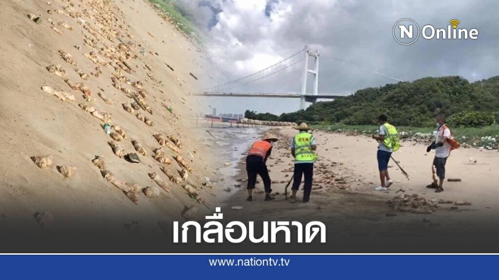 ขาหมูกว่า20ตัน ลอยเกลื่อนหาดที่จีน ยังไม่ทราบใครเป็นเจ้าของ
