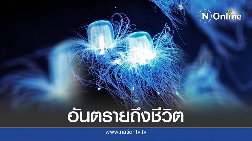 เตือนภัยจาก "แมงกะพรุนกล่อง" อันตรายถึงชีวิต เตือนภัยจาก "แมงกะพรุนกล่อง" อันตรายถึงชีวิต