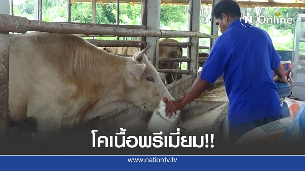 เกษตรกรรุ่นใหม่รวมกลุ่มเลี้ยงโคเนื้อชั้นดีป้อนตลาด