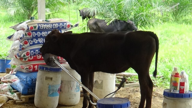 เกษตรกรรุ่นใหม่รวมกลุ่มเลี้ยงโคเนื้อชั้นดีป้อนตลาด