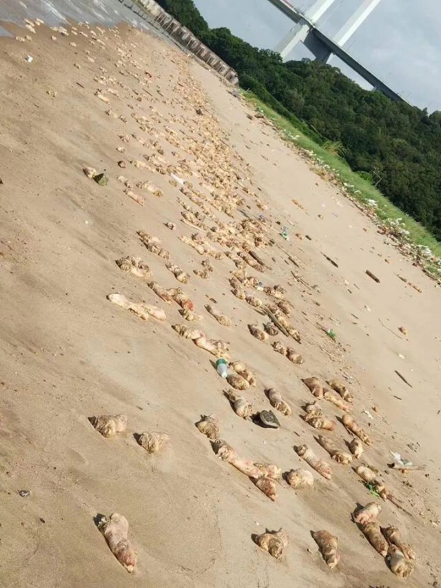 ขาหมูกว่า20ตัน ลอยเกลื่อนหาดที่จีน ยังไม่ทราบใครเป็นเจ้าของ