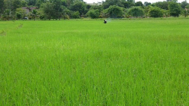 ชาวนาจ่ายเงินเพิ่มสูบน้ำโขงเข้านาหวั่นข้าวตาย