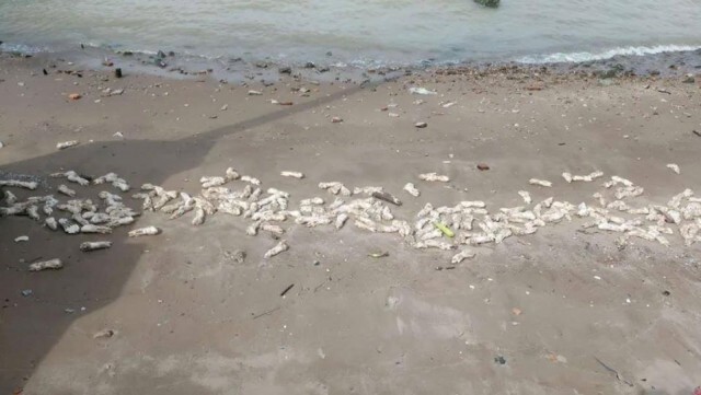 ขาหมูกว่า20ตัน ลอยเกลื่อนหาดที่จีน ยังไม่ทราบใครเป็นเจ้าของ