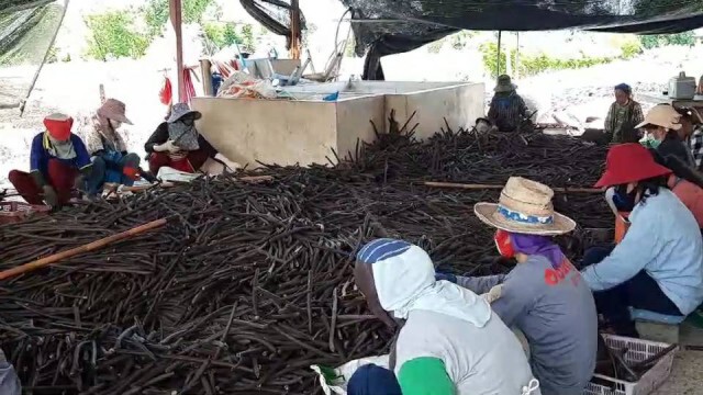 หนุ่มพะเยาหัวใสเพิ่มมูลค่า "ฝักคูณ"