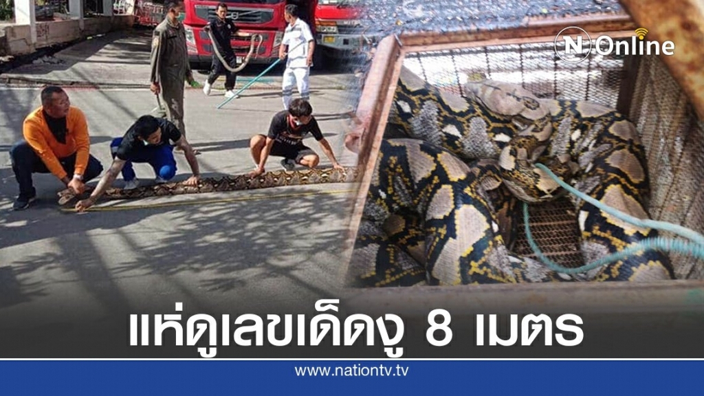งูเหลือมยาว 8 เมตรโผล่บางโฉลง ใหญ่ราวอนาคอนด้า คอหวยแห่ตีเลขเด็ด งูเหลือมยาว 8 เมตรโผล่บางโฉลง ใหญ่ราวอนาคอนด้า คอหวยแห่ตีเลขเด็ด