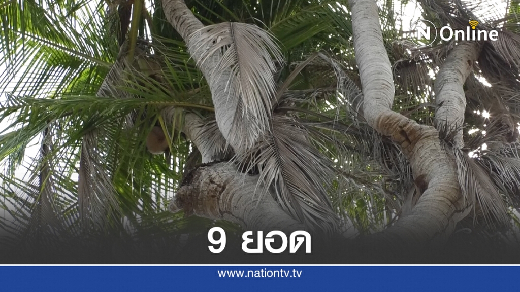 เซียนหวยแห่ขอเลขเด็ดมะพร้าว 9 ยอด เซียนหวยแห่ขอเลขเด็ดมะพร้าว 9 ยอด