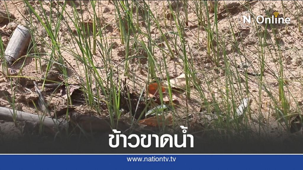 "ข้าวขาดน้ำ"จากฝนทิ้งช่วง "ข้าวขาดน้ำ"จากฝนทิ้งช่วง