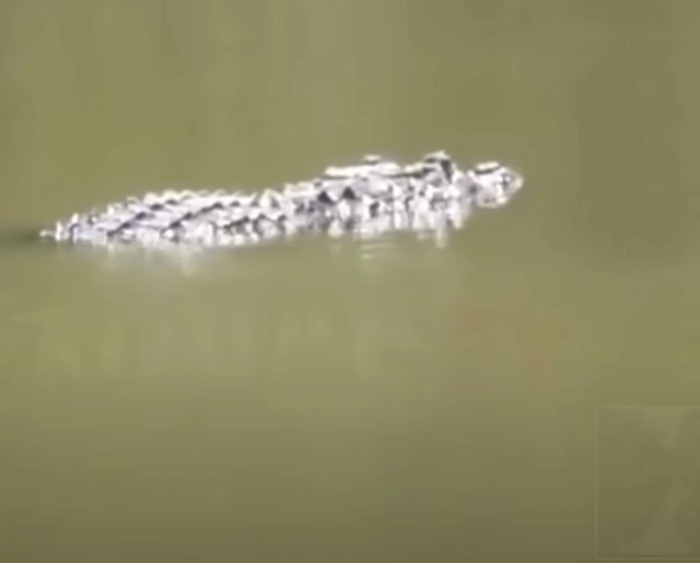 ช็อก ! จระเข้ลากพ่อลงน้ำ ลูกเมียร้องไห้ใจจะขาด