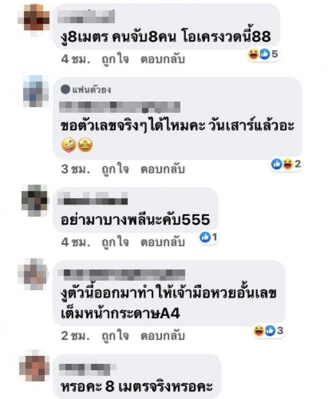 งูเหลือมยาว 8 เมตรโผล่บางโฉลง ใหญ่ราวอนาคอนด้า คอหวยแห่ตีเลขเด็ด