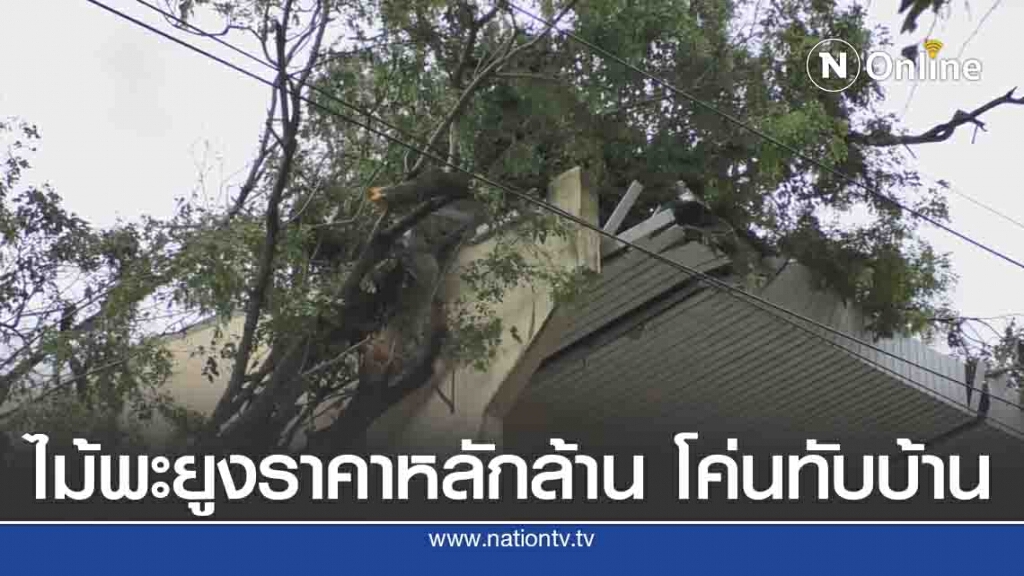 พายุถล่มต้นพะยูง100ปี โค่นทับบ้าน