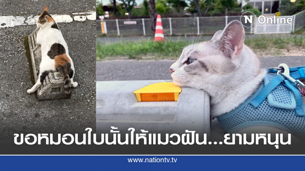 ผู้ใช้ทวิตเตอร์ชาวญี่ปุ่นโพสต์ภาพแมวใช้แท่งหยุดรถแทนหมอน ผู้ใช้ทวิตเตอร์ชาวญี่ปุ่นโพสต์ภาพแมวใช้แท่งหยุดรถแทนหมอน