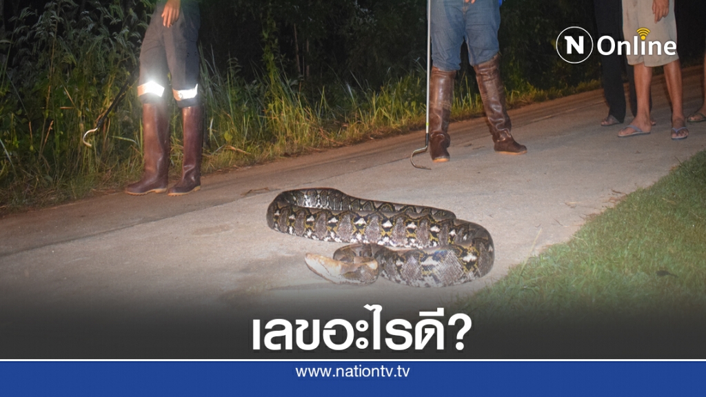 แห่ตีเลขงูเหลือมนอนขดบนถนน แห่ตีเลขงูเหลือมนอนขดบนถนน