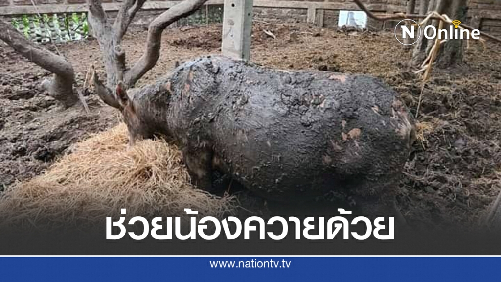 วัดดัง จับควายเผือกใส่คอกรอนทท.บริจาคอาหาร อนาถ มูลกองเท่าเข่า