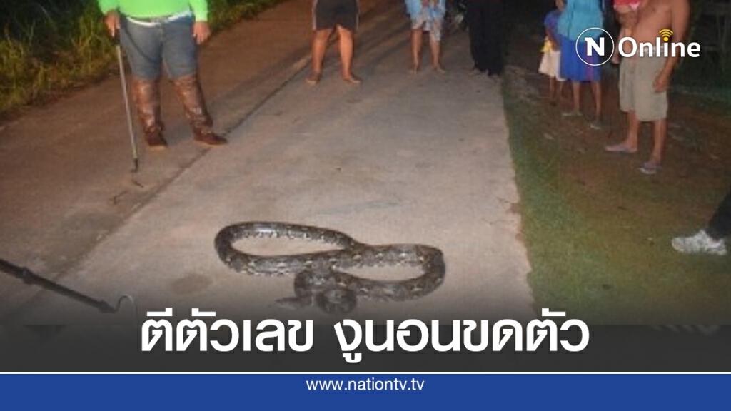 แห่ตีตัวเลข งูเหลือมนอนขดตัว อยู่บนถนนก่อนหวยออก แห่ตีตัวเลข งูเหลือมนอนขดตัว อยู่บนถนนก่อนหวยออก