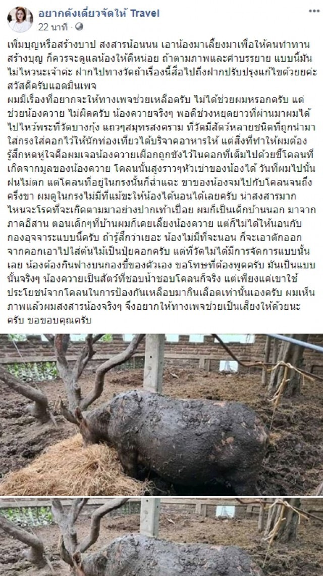 วัดดัง จับควายเผือกใส่คอกรอนทท.บริจาคอาหาร อนาถ มูลกองเท่าเข่า