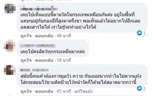 วัดดัง จับควายเผือกใส่คอกรอนทท.บริจาคอาหาร อนาถ มูลกองเท่าเข่า