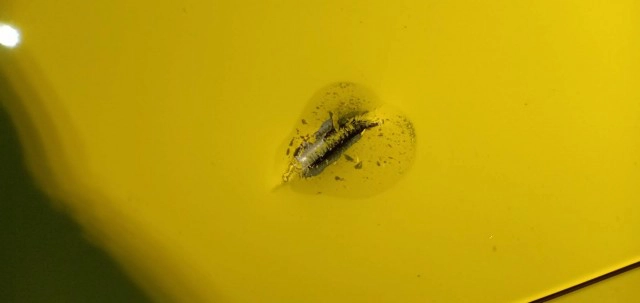 ยิงถล่ม "ปอร์เช่" หักปมธุรกิจ