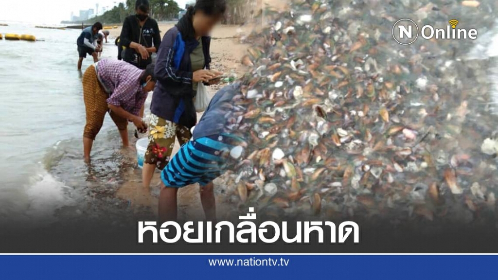 หอยแมลงภู่เกลื่อนหาดจอมเทียน ชาวบ้านเร่งเก็บกันอย่างคึกคัก