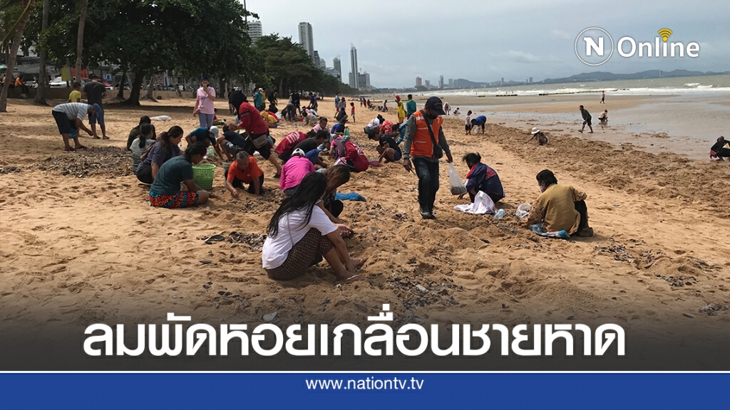 ชาวบ้านกว่าร้อยแห่เก็บหอย ลมแรงซัดเกยหาดนับแสนตัว ชาวบ้านกว่าร้อยแห่เก็บหอย ลมแรงซัดเกยหาดนับแสนตัว