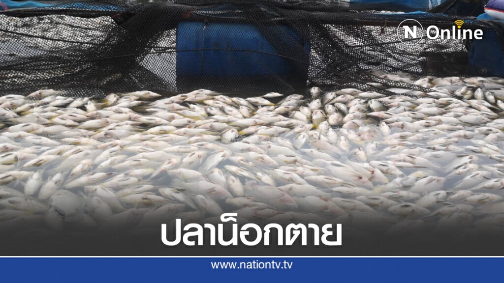 พายุฝนถล่มปลากระชังน็อกน้ำตายเป็นแพ พายุฝนถล่มปลากระชังน็อกน้ำตายเป็นแพ