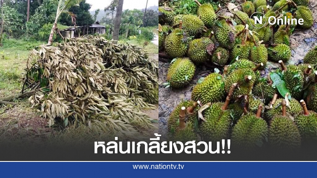 ชาวสวนทุเรียนสุดระทมพายุซัดหักโค่นกว่า 500 ต้น ชาวสวนทุเรียนสุดระทมพายุซัดหักโค่นกว่า 500 ต้น