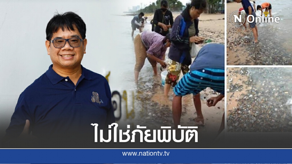 "อ.ธรณ์" แจง หอยแมลงภู่เกลื่อนหาดจอมเทียน ไม่ใช่ภัยพิบัติ เตือนหอยอาจมีเชื้อโรค "อ.ธรณ์" แจง หอยแมลงภู่เกลื่อนหาดจอมเทียน ไม่ใช่ภัยพิบัติ เตือนหอยอาจมีเชื้อโรค