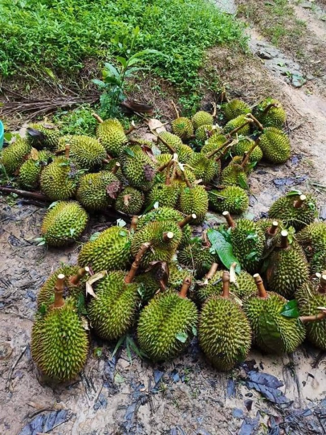 ชาวสวนทุเรียนสุดระทมพายุซัดหักโค่นกว่า 500 ต้น