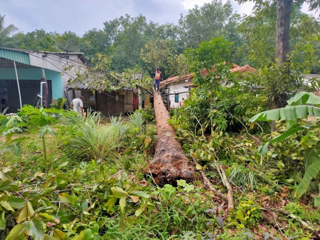 พายุพัดต้นไม้ล้มทับเสาไฟฟ้าแรงสูงล้มนับ 10 ต้น