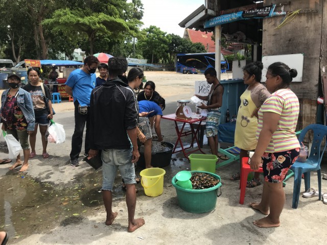ชาวบ้านกว่าร้อยแห่เก็บหอย ลมแรงซัดเกยหาดนับแสนตัว