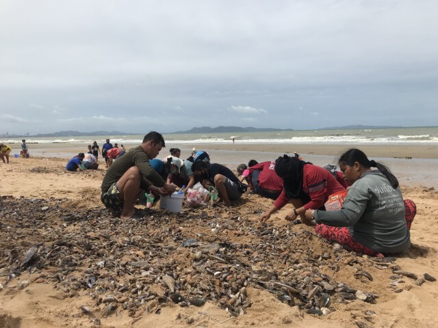 ชาวบ้านกว่าร้อยแห่เก็บหอย ลมแรงซัดเกยหาดนับแสนตัว