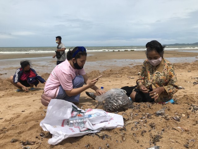 ชาวบ้านกว่าร้อยแห่เก็บหอย ลมแรงซัดเกยหาดนับแสนตัว